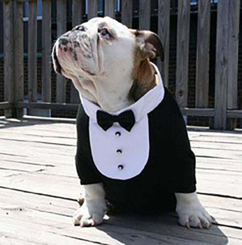 PetWedding 1